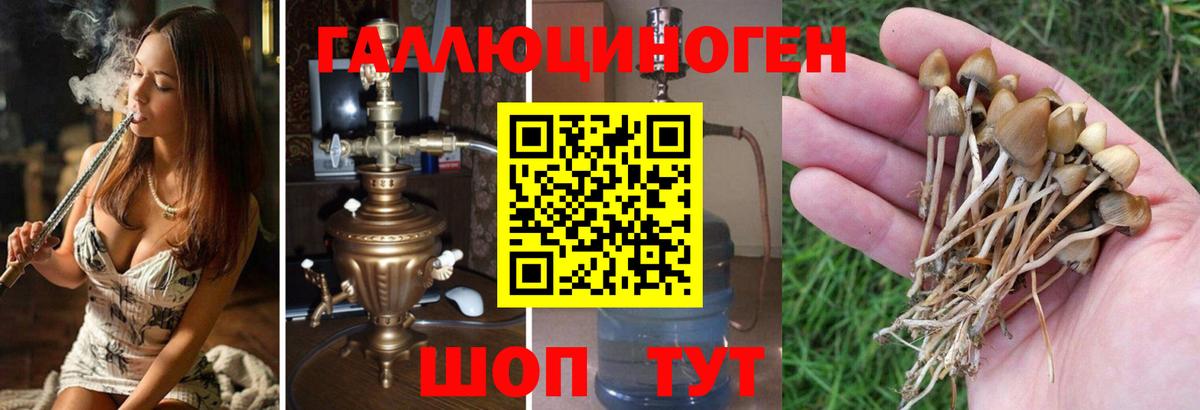 Павловский Посад  Галлюциногенные грибы Psilocybe  закладка  Вход с VPN 